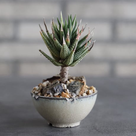 【芽の巣山】Haworthia (鼓笛錦) × 安西岳郎 / 中川智治 (2.5号)  no.823/43