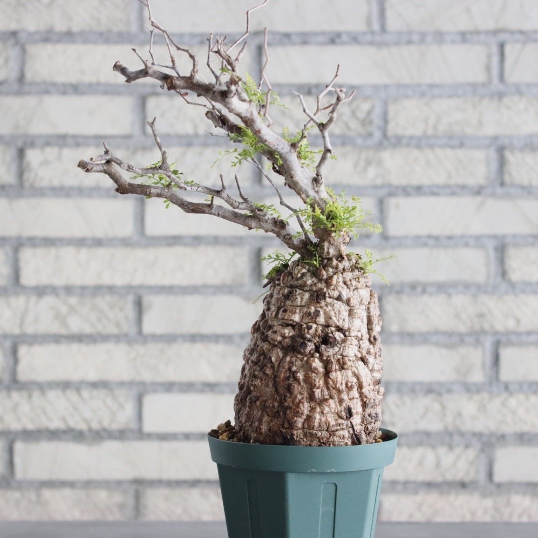 Operculicarya pachypus (4.5号鉢) no.705/150 | 芽の巣山