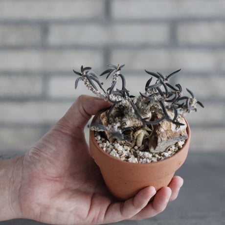 Euphorbia cylindrifolia × YAMABACHI (3号)  no.906/49
