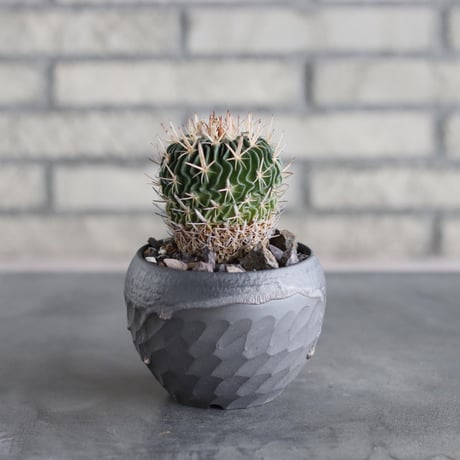 Echinofossulocactus kellerianus (剣恋玉) × N/OH (3.5号)  no.712/15