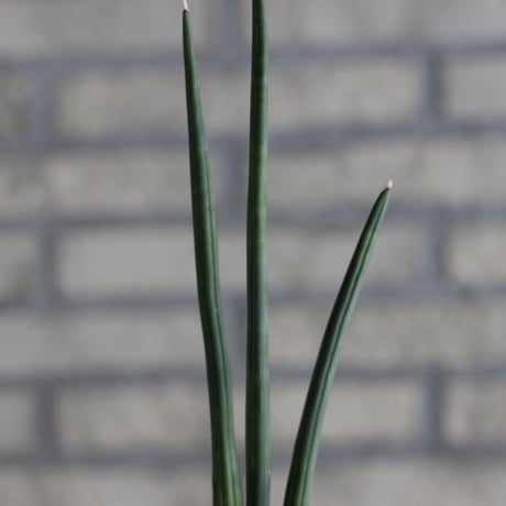 Sansevieria erythraea × N/OH (3号)  no.920/14