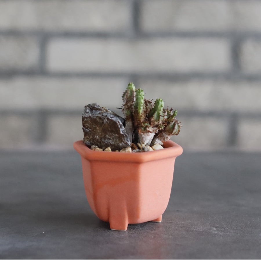 Euphorbia submammillaris monstrose × nos pot (2...
