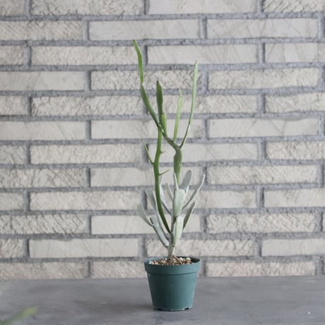 Euphorbia enterophora (3号) ＋YAMABACHI  no.830/4