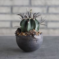 Astrophytum capricorne  (黒刺水牛大鳳玉) × takero pot (3.5号)  no.920/36