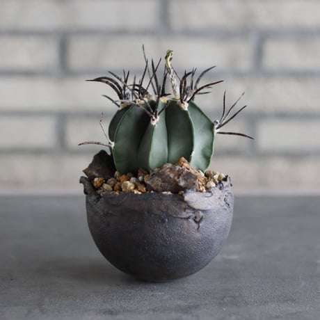Astrophytum capricorne  (黒刺水牛大鳳玉) × takero pot (3.5号)  no.920/36