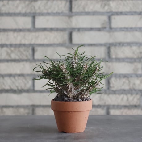 Euphorbia brachyphylla × YAMABACHI (3号)  no.906/20