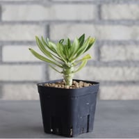 Pachypodium ambongense (3号鉢)  no.705/133
