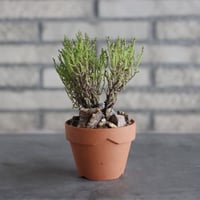 Crassula spp.aff lycopodioides (極姫若緑) × YAMABACHI(3号)  no.906/36