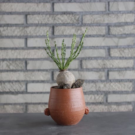 Euphorbia decidua × N/OH(4号)  no.906/3