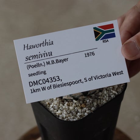 【tres】Haworthia semiviva (3号)  no.816/17