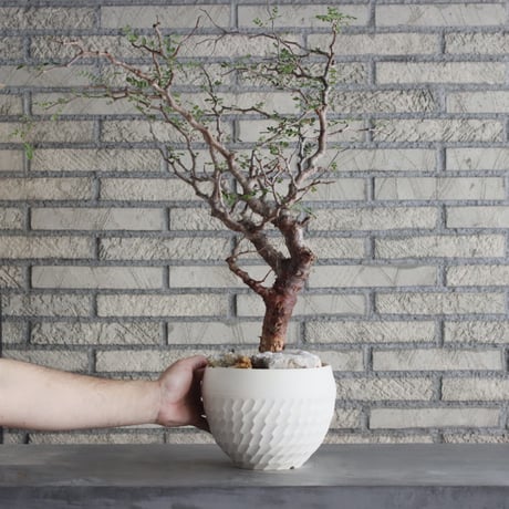 Commiphora monstrosa × N/OH (6号鉢)  no.712/1