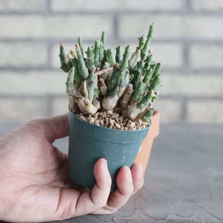 Euphorbia ornithopus (2.5号) ＋YAMABACHI  no.830/25