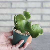 Euphorbia leucodendron f. crist (2.5号) ＋YAMABACHI  no.830/30