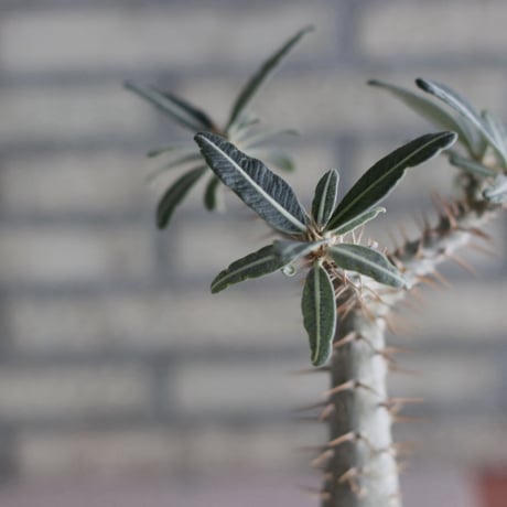 Pachypodium cactipes × N/OH (3.5号)  no.920/10