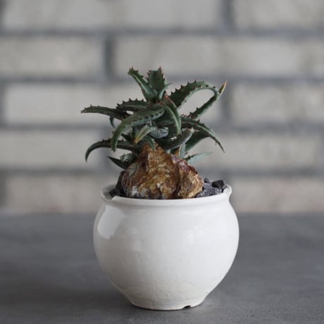Aloe castilloniae × N/OH (3号)  no.920/21