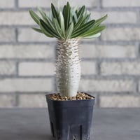 Pachypodium Inopinatum (3号鉢)  no.705/121