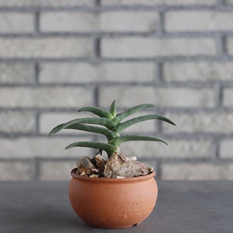 Gasteria rawlinsonii × N/OH(3.5号)  no.906/12