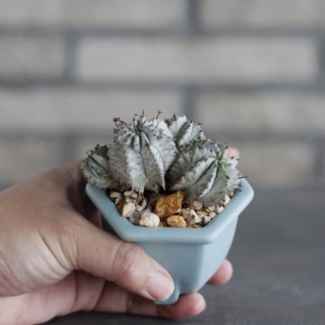 Euphorbia horrida × nos pot (2.5号) no.927/82