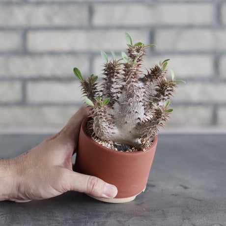 Pachypodium makayense × 備前鉢 (3号)   no.712/19