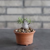 Fouquieria purpusii × N/OH(3号)  no.906/56