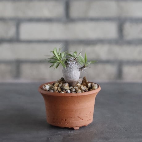 Fouquieria purpusii × N/OH(3号)  no.906/56