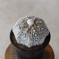 【TAKATAKA】スーパー兜 (4号)  no.816/57