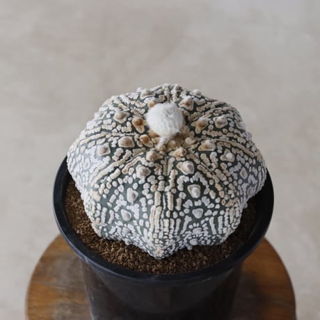 【TAKATAKA】スーパー兜 (4号)  no.816/57