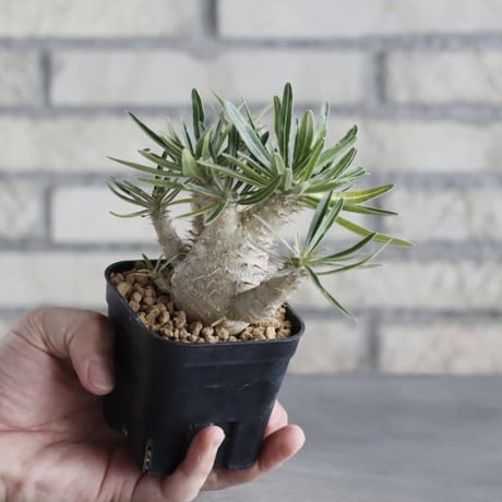 Pachypodium gracilius (3号鉢)  no.705/113