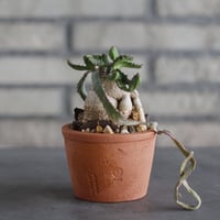 Euphorbia stellata (飛竜) × N/OH (3号)  no.920/19