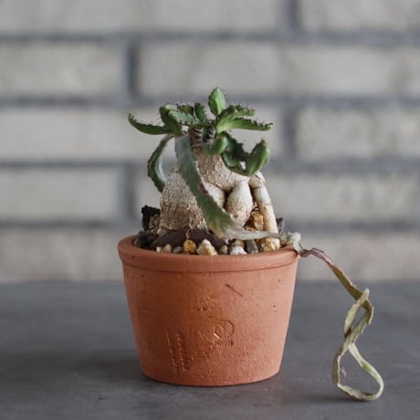Euphorbia stellata (飛竜) × N/OH (3号)  no.920/19