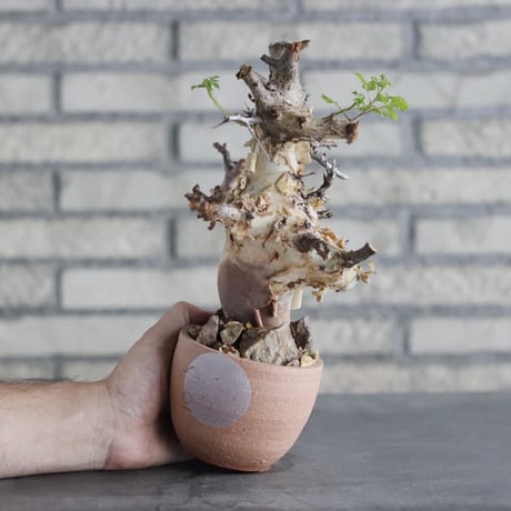 Commiphora kataf ver.turkanensis × N/OH(3号)  no.906/5