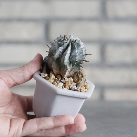 Euphorbia horrida × nos pot (2.5号)  no.1004/140