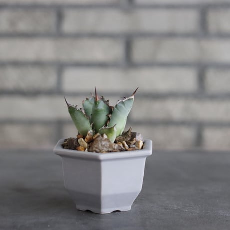 Agave sp. No.1 × nos pot (3.5号)  no.927/76