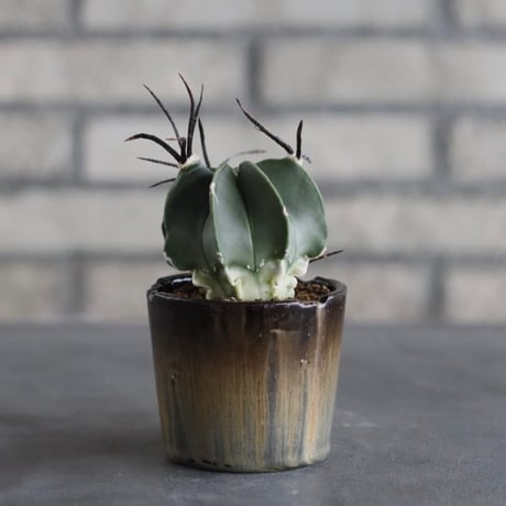 【TAKATAKA】Astrophytum capricorne v. crassispinum (大鳳玉) × 安西岳郎 / 中川智治 (3号)  no.823/32