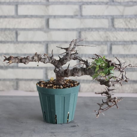 Commiphora sp. Eyl (4号)   no.830/49