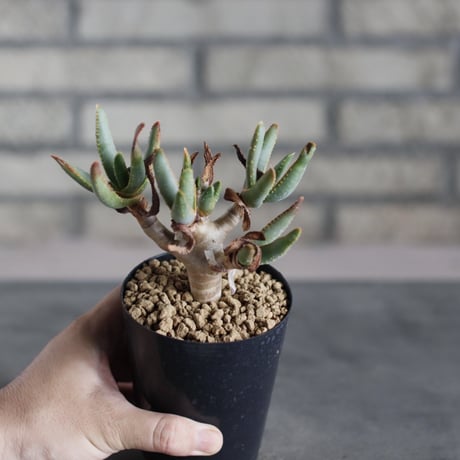 Aloidendron ramosissima (3号鉢)  no.719/155