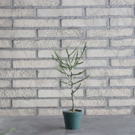 Euphorbia arahaka (2.5号) ＋YAMABACHI  no.830/5