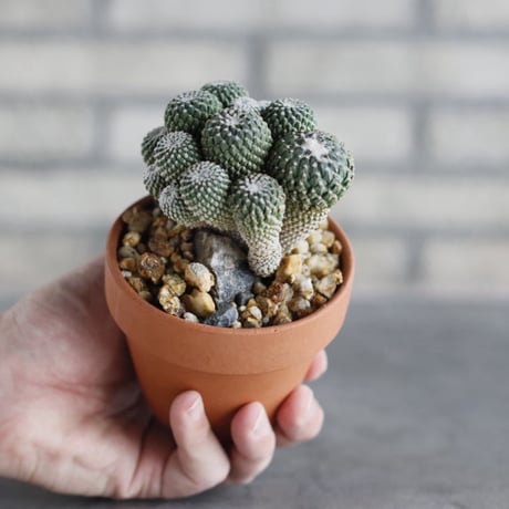 Pelecyphora strobiliformis (銀牡丹) × YAMABACHI (3号)  no.913/75