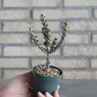Euphorbia sp. nova Somalia Hordio (2.5号) ＋YAMABACHI  no.830/18