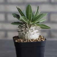Pachypodium eburneum (3号鉢)  no.705/132