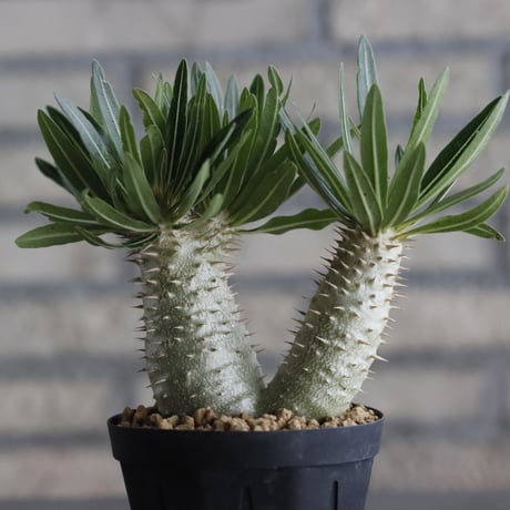 Pachypodium Inopinatum (3号鉢)  no.705/120