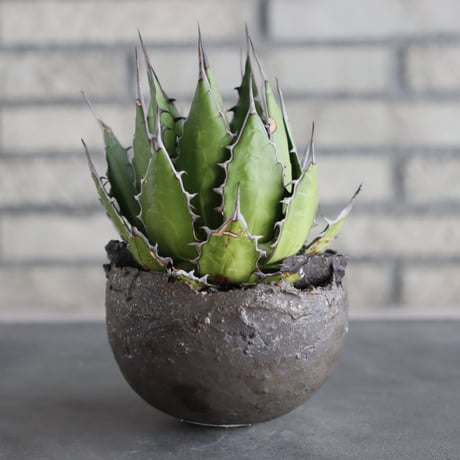 Agave horrida  × takero pot (4.5号)  no.712/22