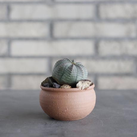 N/OH-TERRACOTTA MIX × Euphorbia obesa (3号)  no.730/1
