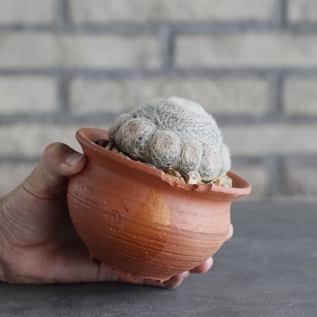 Mammillaria perbella 大福丸 × N/OH (4号鉢)  no.1004/98