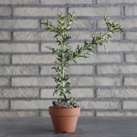 Euphorbia stenoclada × YAMABACHI (3号)  no.906/15