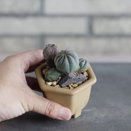 Euphorbia obesa (マルチ) × nos pot(2号)  no.712/33