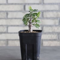 Senna meridionalis (3.5号鉢)  no.705/138