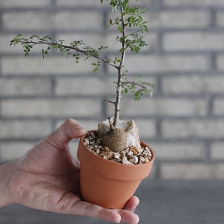 Bursera aptera × YAMABACHI (3号)  no.906/32