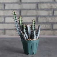 Euphorbia greenwayii (3号)  no.719/149