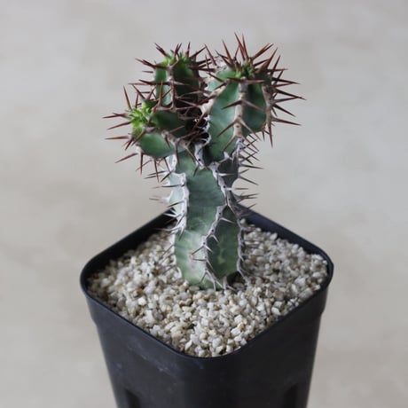 【tres】Euphorbia avasmontana (3号)  no.816/37